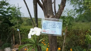 Students of Prabhat Kids School are assigned to each tree in the school to create responsibility and love towards nature